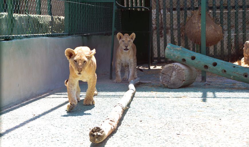 Lion cubs Mona and Max, who arrived recently in Jordan from Gaza, are seen at Al Mawa for Nature and Wildlife sanctuary in Amman (Photo by Muath Freij)
